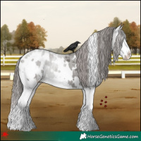Horse Color:White Spotted Grullo Splash Appaloosa 