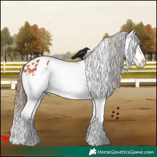 Horse Color:White Spotted Bay Splash Appaloosa 