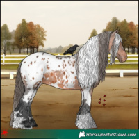 Horse Color:White Spotted Brown Appaloosa