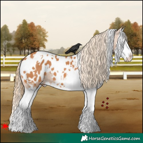 Horse Color:White Spotted Chestnut Splash Appaloosa 