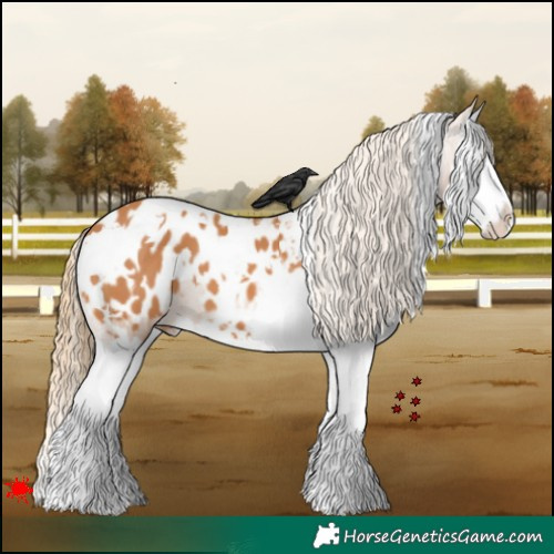 Horse Color:White Spotted Chestnut Splash Blanket