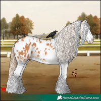 Horse Color:White Spotted Chestnut Splash Blanket