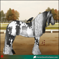 Horse Color:Gray White Spotted Black Appaloosa 