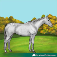 Horse Color:Blue Roan Appaloosa Rabicano 