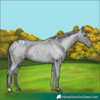 Horse Color:Blue Roan Appaloosa Rabicano 