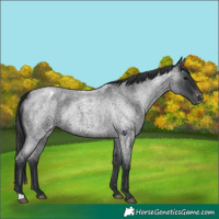 Horse Color:Blue Roan Appaloosa Rabicano 