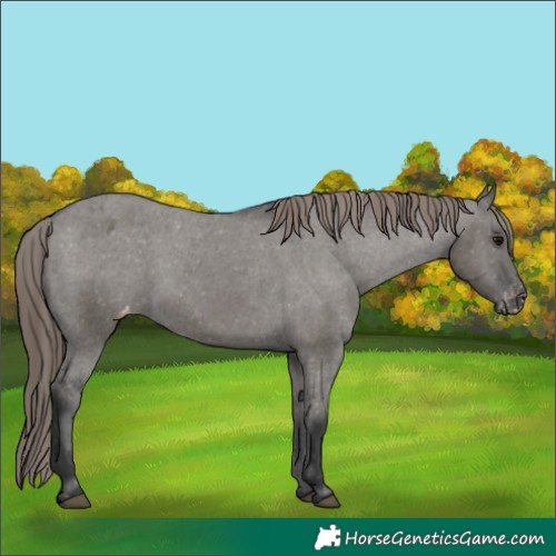 Horse Color:Grullo Varnish