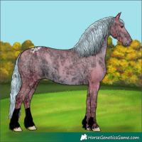 Horse Color:Watercolor Liver Chestnut Ice Appaloosa 