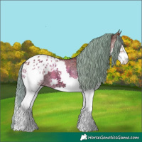 Horse Color:Watercolor Bay Ice Splash Appaloosa 