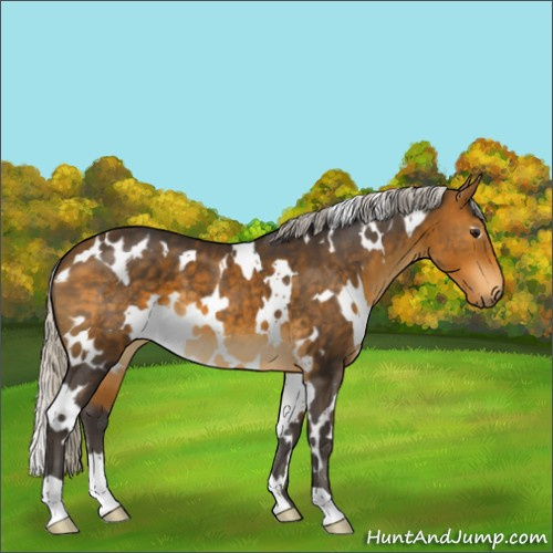 Horse Color:White Spotted Silver Buckskin 
