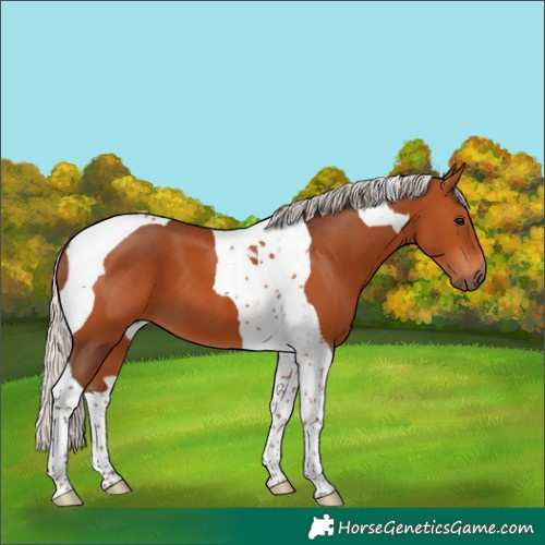 Horse Color:Silver Bay Tobiano 