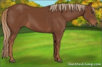 Horse Color:Chestnut Frame 
