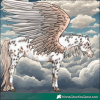 Horse Color:Liver Chestnut Mushroom Appaloosa 