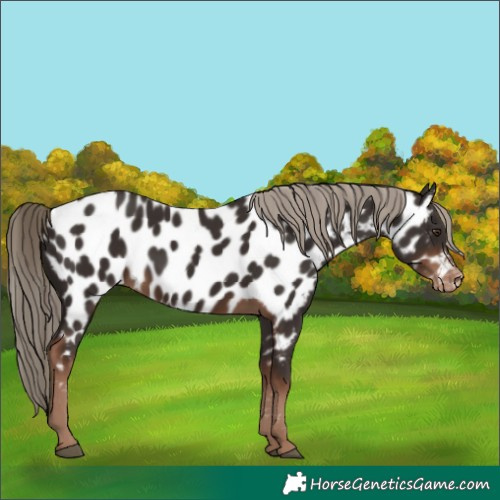 Horse Color:Liver Chestnut Appaloosa 