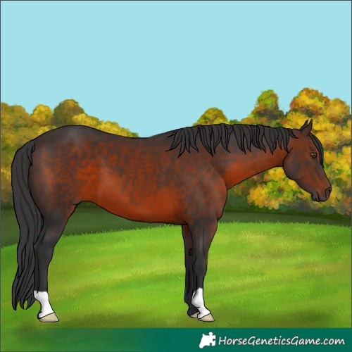 Horse Color:Brown 
