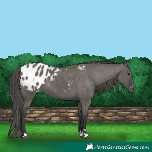 Horse Color:Grullo Blanket 