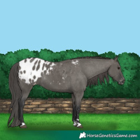 Horse Color:Grullo Appaloosa 