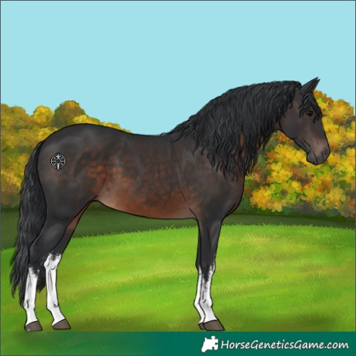 Horse Color:White Spotted Brown 