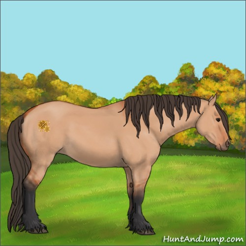 Horse Color:Bay Dun