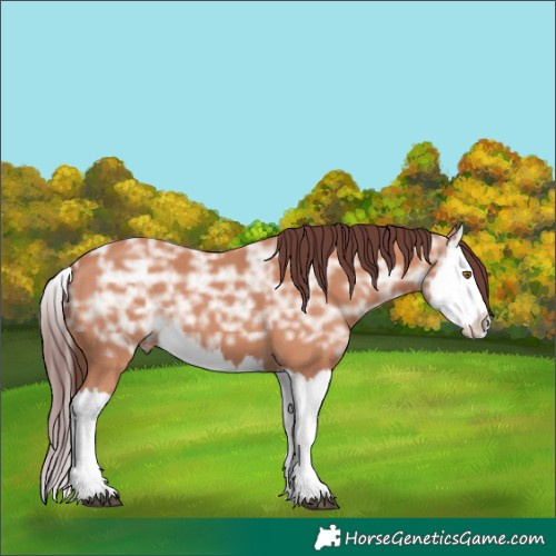 Horse Color:Chocolate Bay Ice Splash 