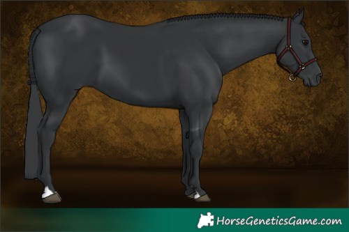 Horse Color:Black 