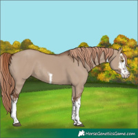 Horse Color:White Spotted Liver Red Dun Rabicano 