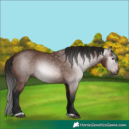 Horse Color:Gray Bay