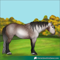 Horse Color:Gray Bay 