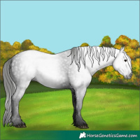 Horse Color:Gray Black