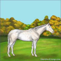 Horse Color:Cremello Splash  and Cremello Splash Appaloosa 