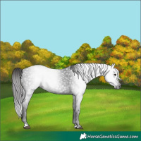 Horse Color:Gray Black Appaloosa 