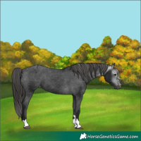 Horse Color:Gray Black Varnish 