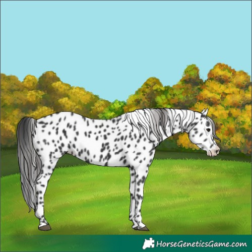 Horse Color:Black Appaloosa 