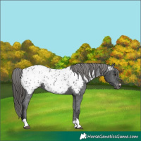 Horse Color:Black Near Leopard 