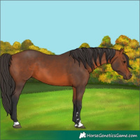 Horse Color:Bay 