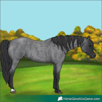 Horse Color:Blue Roan 