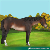 Horse Color:Brown 