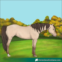 Horse Color:Amber Champagne Dun 