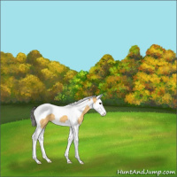 Horse Color:Buckskin Dun Splash Tobiano 