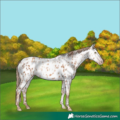 Horse Color:Gray Gold Champagne Leopard  and Gold Champagne Dun Near Fewspot 