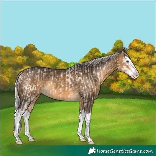 Horse Color:Perlino Splash and Silver Buckskin Splash Rabicano