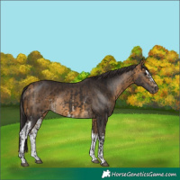 Horse Color:Buckskin and White Spotted Buckskin