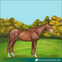 Horse Color:Gray Gold Champagne