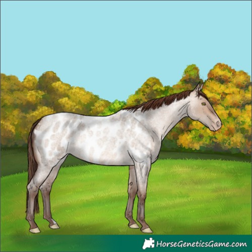 Horse Color:Sable Champagne Roan Dun Blanket Rabicano 