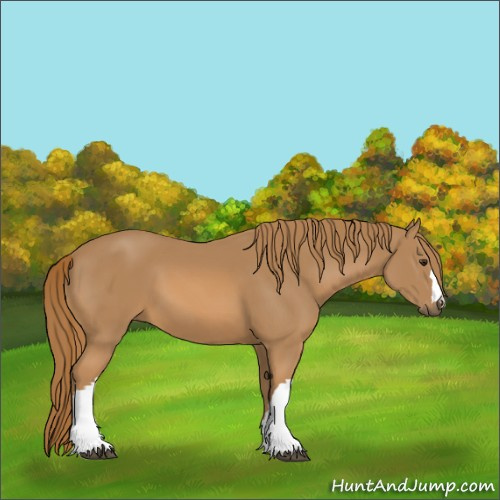 Horse Color:Unknown 