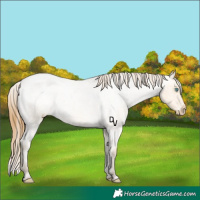 Horse Color:Amber Cream Champagne Roan Appaloosa Rabicano 
