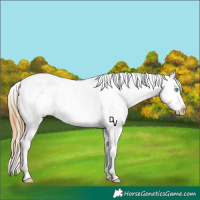 Horse Color:Amber Cream Champagne Roan Varnish Rabicano