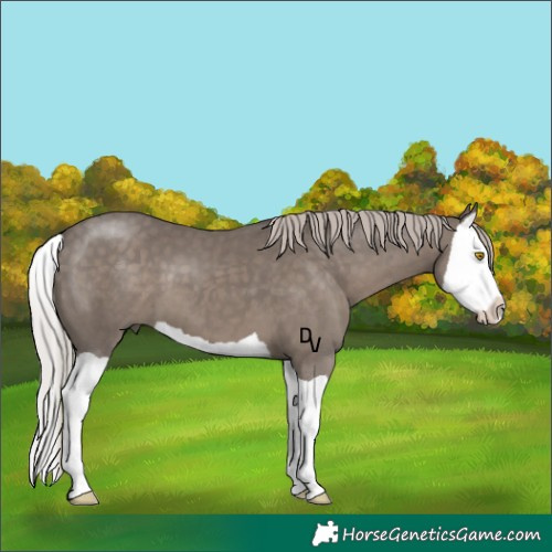 Horse Color:Silver Black Splash 
