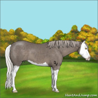 Horse Color:Silver Black Splash 