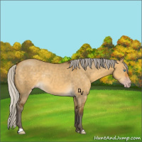 Horse Color:Gray Silver Sable Cream Champagne Dun Rabicano 